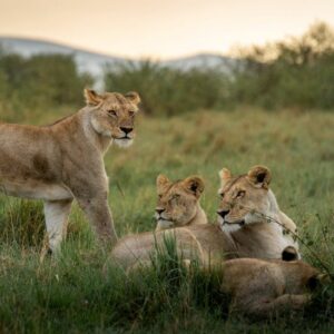Born Free Lioness and Cubs
