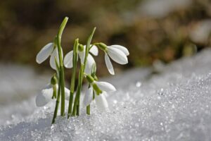 Life Death Rebirth miracles